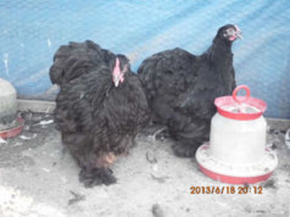 90240634_OWOXOXM - TINERET  2013 1