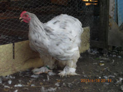 90240732_DFCKOKG - TINERET  2013 1