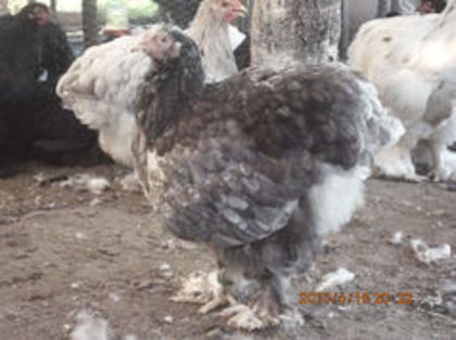 90240740_WWACNKS3 - TINERET  2013 1