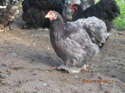 90565289_TCQMWBK3 - TINERET  2013 1