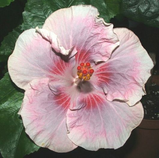 Hibiscus Tahitian Raspberry Star