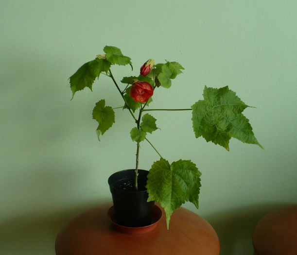 16 iulie - Abutiloni 2013