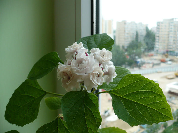 P1460465 - Clerodendron 2013