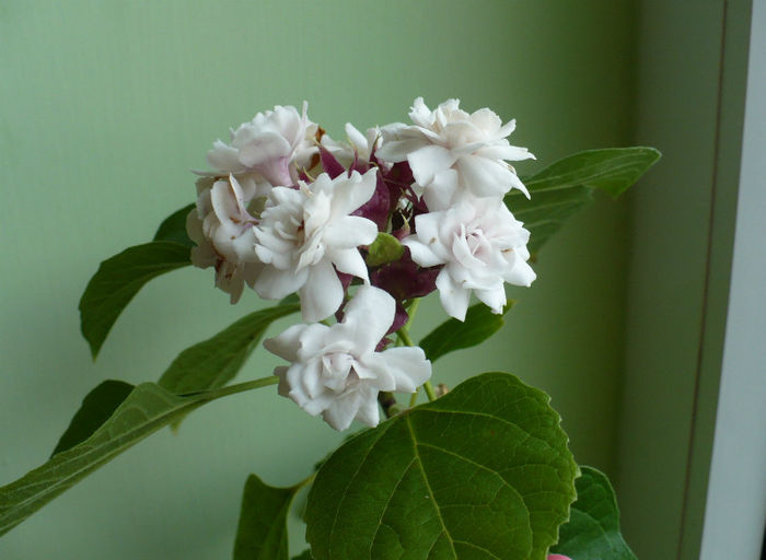 P1460467 - Clerodendron 2013