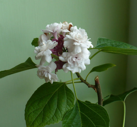 P1460469 - Clerodendron 2013