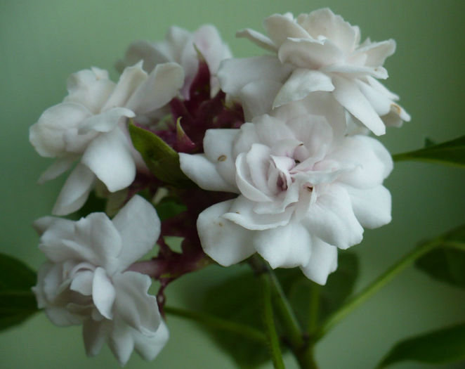 P1460470 - Clerodendron 2013