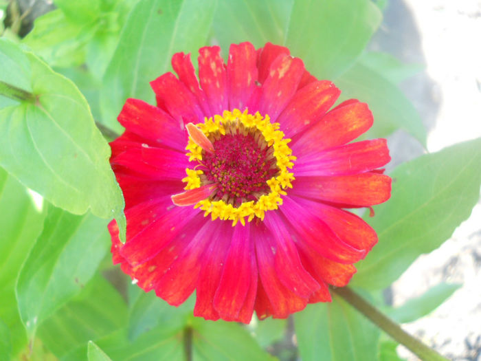 DSCN4641