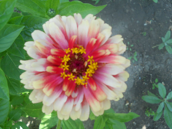 DSCN4646