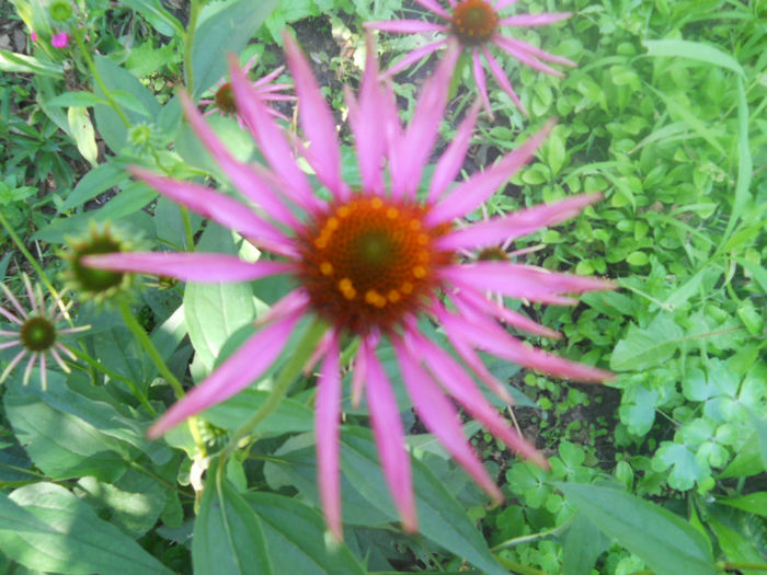 DSCN4651