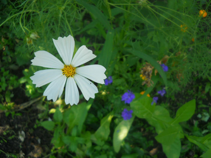 DSCN4652