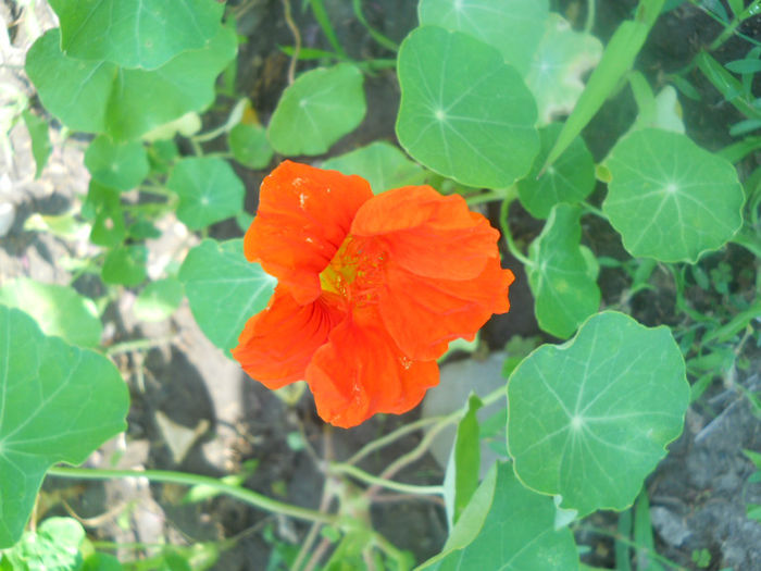 DSCN4655