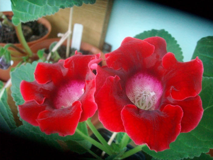 SANY5239 - Gloxinia-2013