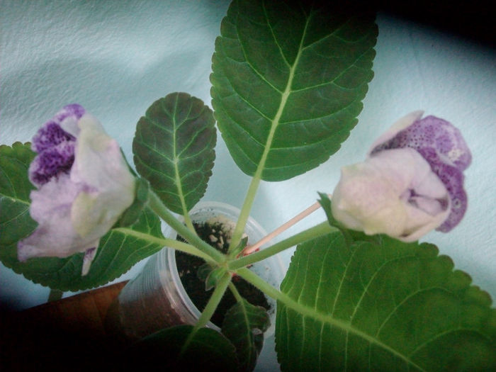 SANY5240 - Gloxinia-2013