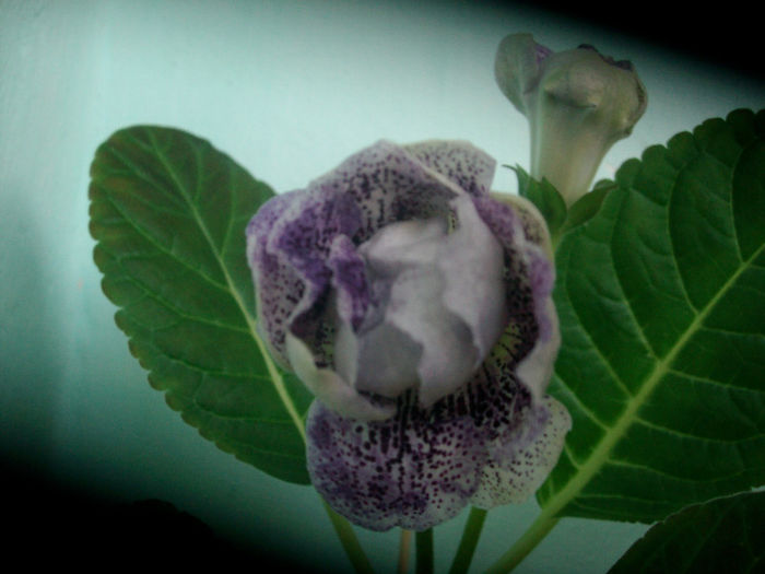 SANY5241 - Gloxinia-2013