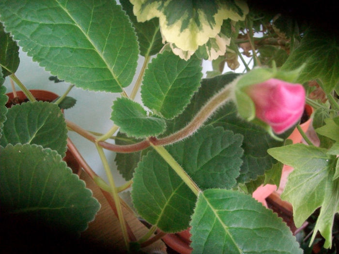 SANY5271 - Gloxinia-2013
