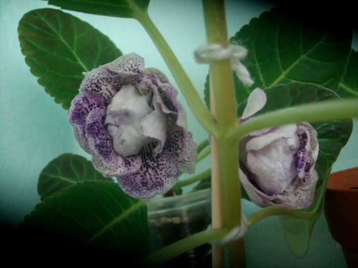 SANY5272 - Gloxinia-2013