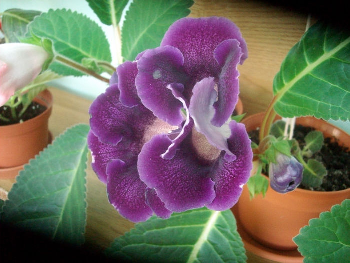 SANY5268 - Gloxinia-2013