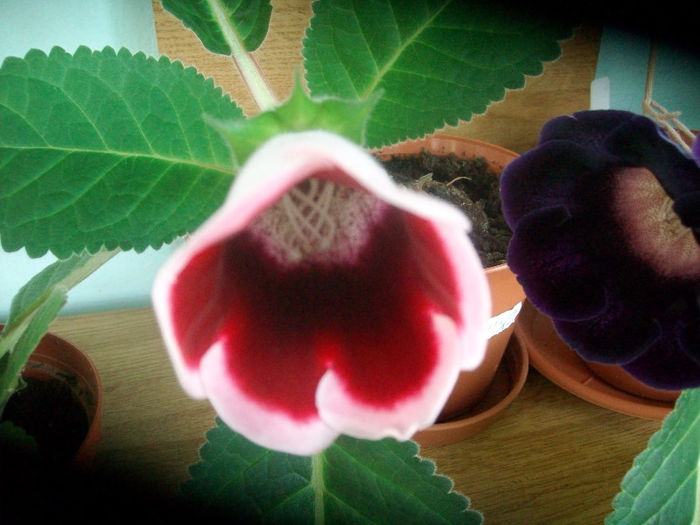 SANY5270 - Gloxinia-2013