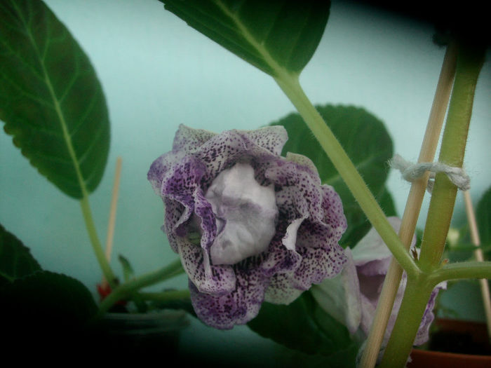 SANY5273 - Gloxinia-2013
