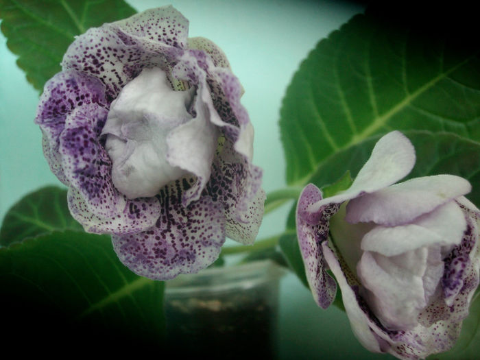 SANY5275 - Gloxinia-2013