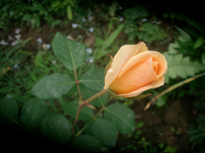 SANY4252 - Trandafiri 2013