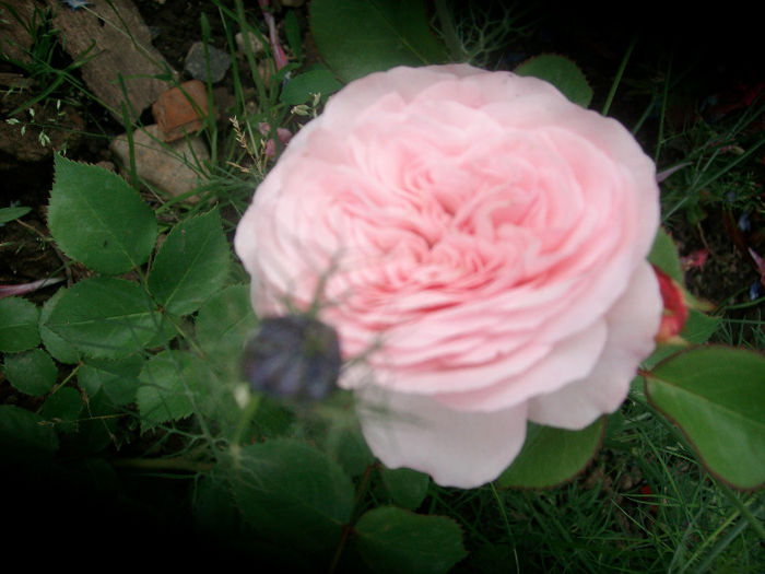 SANY4253 - Trandafiri 2013