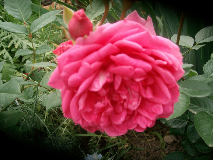 SANY4285 - Trandafiri 2013