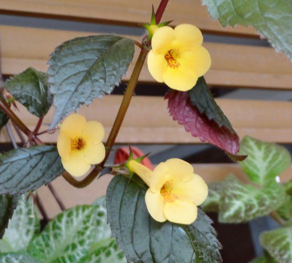 Yellow Beauty - 0 Achimenes