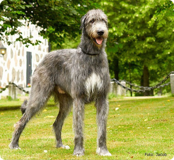 Wolfhounds Irlandez1 - z-Caine lup irlandez
