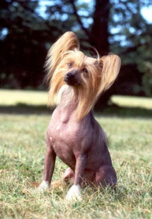 caini_chinese_crested_caine_chinezesc_cu_creasta_870