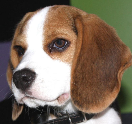 avatar2 - mascul beagle