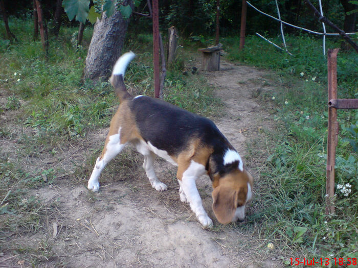 DSC02520 - mascul beagle