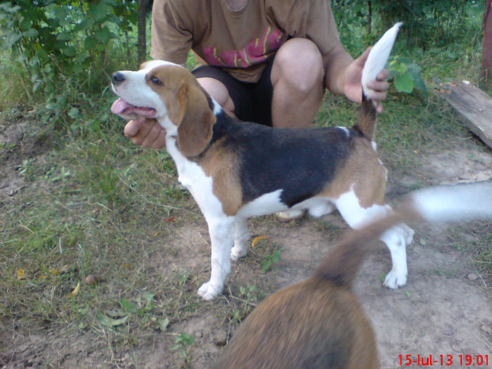 DSC02521 - mascul beagle