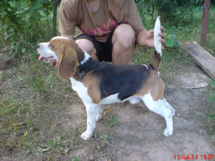 DSC02522 - mascul beagle