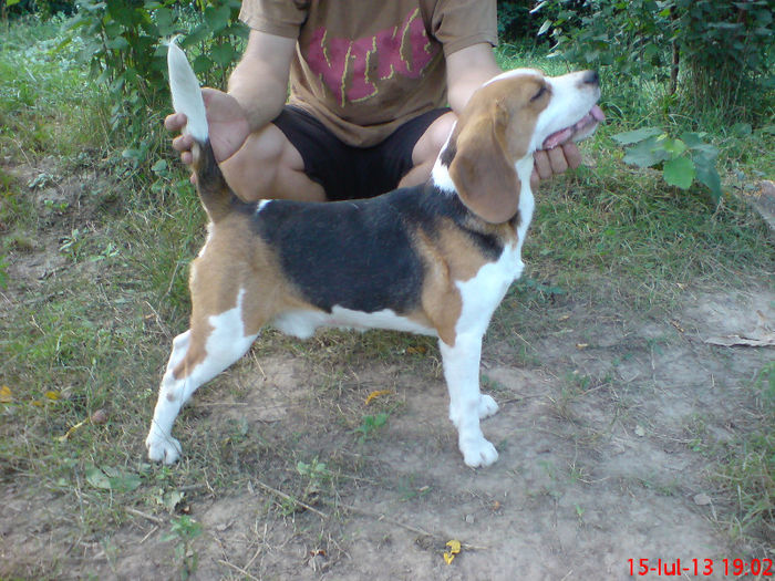DSC02526 - mascul beagle