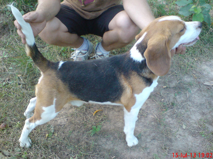 DSC02527 - mascul beagle