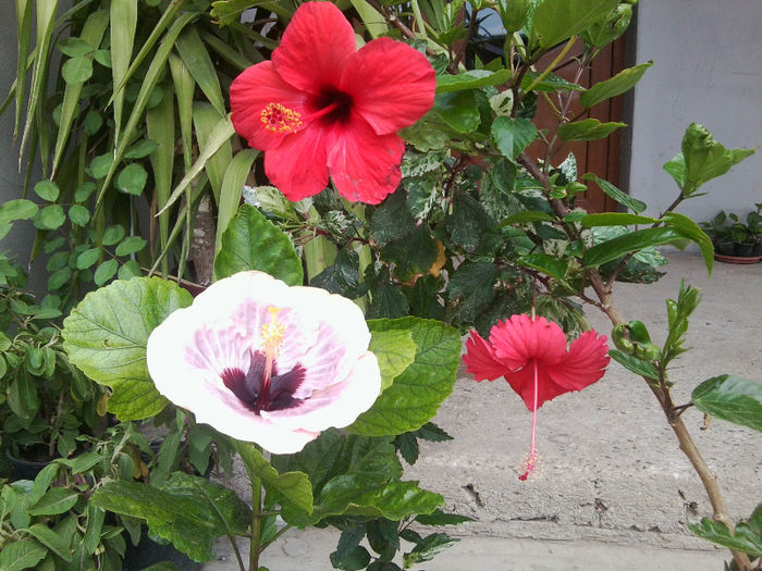 Fotografie4395 - hibiscusi 2013-2