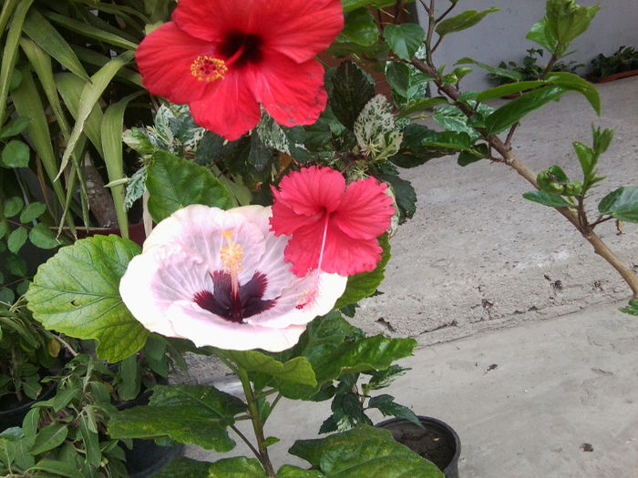 Fotografie4405 - hibiscusi 2013-2