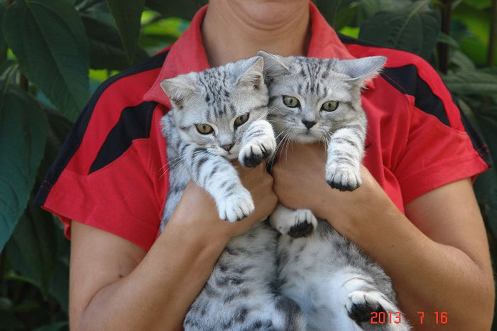 British Shorthair Ozi si Odin; baieti 13 saptamani

