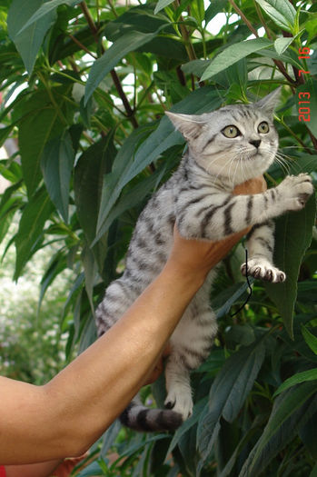 British Shorthair Odin