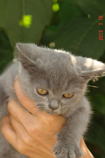British Shorthair; fetita 11 saptamani
