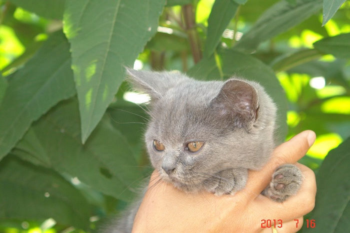 British Shorthair; fetita 11 saptamani
