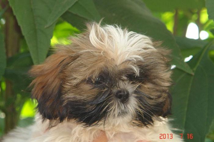 Shih-tzu; baietel 2 luni
