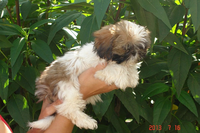 Shih-tzu