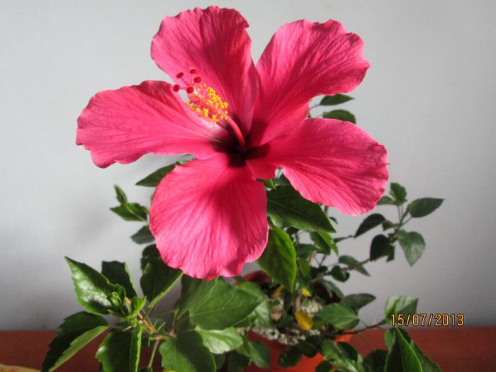IMG_5761 - Florile mele in iulie