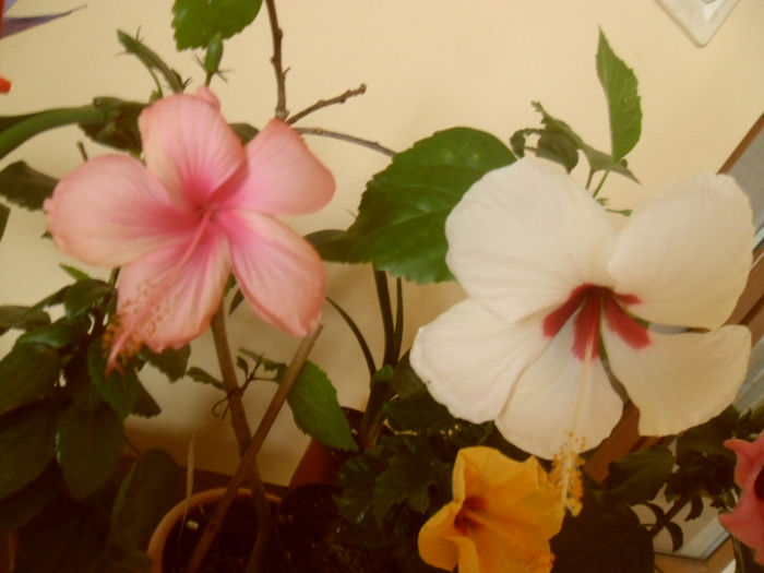  - Hibiscus 2013-2