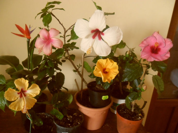 hibiscus grup