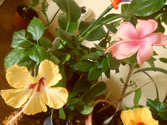  - Hibiscus 2013-2