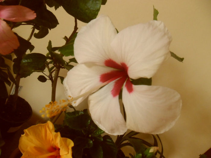 Ibiza - Hibiscus 2013-2