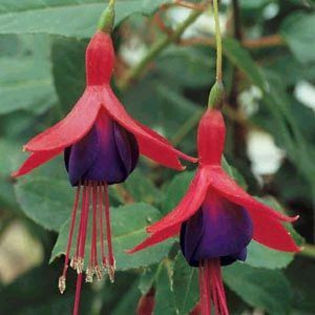 genii - Fuchsia si alte flori